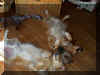 Ohhhh... we ate too many of Mom's homemade dog cookies