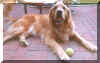 Da Boyz Friend: Mocha
