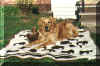 His Majesty... King Bailey